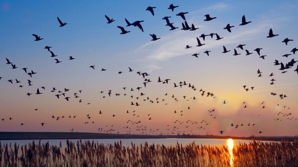 Sunset view of migrating birds over water in Wimberley, one of the best places to travel in May.